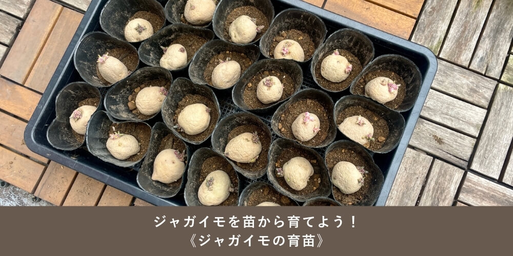 ジャガイモを苗から育てよう！～ジャガイモの育苗～